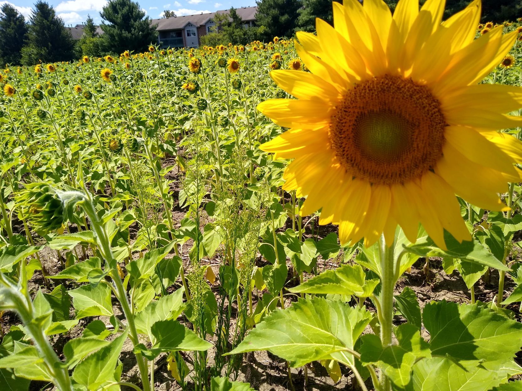 Sunflower